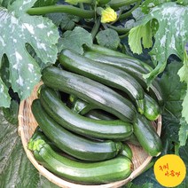 구씨아줌마 국내산 쥬키니 호박 특품 주키니호박 돼지호박 5kg 10kg 업소용, 쥬키니호박 특품 5kg