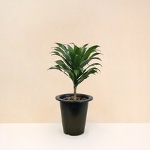 싱그러운 실내 공기정화식물 중품 식물 모종 모음 마이플랜트, 13.드라세나 콤팩타 1개