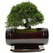 선물용 수공예 명품 진백 분재 축하화분 개업화분 꽃배달 대나무화분, 진백분재A