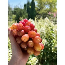 마이하트포도 김천 수출 포도 품종 예비맘 임산부 과일, 2kg, 1개