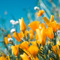[AF] 플로랄 클래식 ( 알러지프리 ) Floral Classic, 1L, 1L