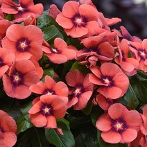 일일초 타투 모든컬러(종자 꽃씨앗 / 10립)Vinca Tattoo, 탄저린