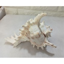 화이트 뿔 소라 소 10cm내외 소라 껍질 조개 껍질