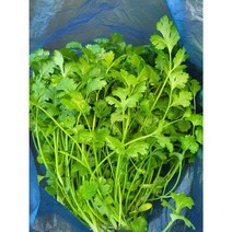 고수 ( Ngo ri) 300g/아시아 농장 송소희, 1개