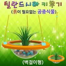 GW739DE2 역할놀이 1인용 벽걸이형 틸란드시아 놀이 학습놀이 키우기 체험놀이
