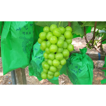프리미엄 최고당도 국내산 김천 샤인머스켓 씨없는 고당도 망고포도 청포도 1kg 1.2kg 2kg 2.4kg, 특품 샤인머스켓 2.0kg
