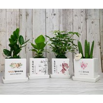 승진축하 개업 화분 영전 이사 개업 입주 생일 축하선물 카페 식당 사무실 학원 병원 오픈, 테이블야자, 꽃다발-축하