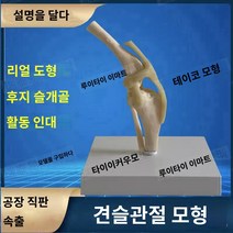 강아지 무릎 연구 수의사 뼈 관절 수의학 고 교육 개 모형 슬개골
