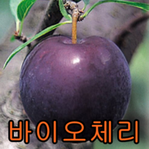 바이오체리(흑자두)접1특 1그루+자가수정체리 1그루 묶음 나무 묘목 과일나무 유실수