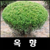없음 옥향, 1개