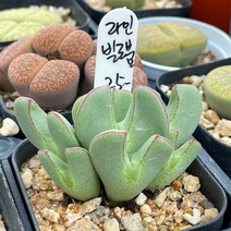 다육 식물 라인 빌로붐 코노피튬 리톱스 선인장 인테리어 취미 집 꾸미기