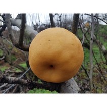 배나무묘목 신고 화산 접목1년생 유실수 과실수 서울농원묘목, 신고배