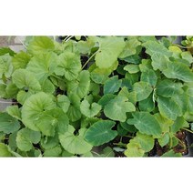 안산 플라워마트 토란 모종. 머위 모종