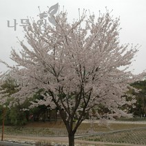 [나무인] 왕벚나무 개화주 지름3cm (차량배송)
