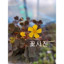 실리쿠오사 사랑초