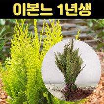 상록수 1년생묘목 정원수 싸이프러스, 1개