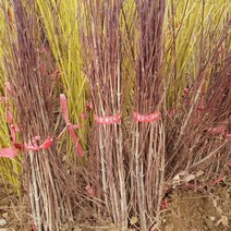 산수유 실생2년 특묘목 1주, 본상품선택