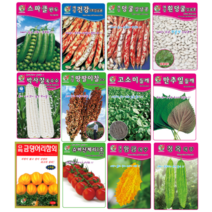 완두콩 흰강낭콩 콩 수수 옥수수 들깨 깻잎 토마토 열무 씨 씨앗 키우기, 슈퍼산체리1호토마토