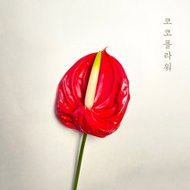 [코코 플라워] 안시리움 생화택배 꽃배달싼곳 1대, 1개