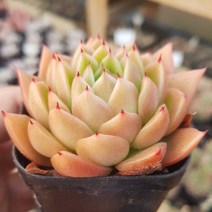 [시즌한정] - 10종 모아보기, 8번- 스파이시