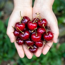 칠레산 생체리 1kg, 체리2kg