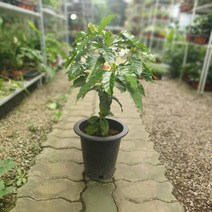공룡꽃식물원(주)커피나무 중대품 45~70cm 129, 1개