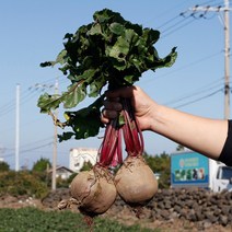 [기린]당일발송 청정지역 최상품 100% 제주비트, 제주햇비트(특품)-10kg