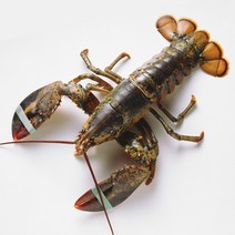 랍스타 자숙 대왕 활 크레이피쉬 스파이니 캐나다 랍스터 구이 회 500g-4.8kg, 활 랍스터 1.8kg~1.9kg (1미)