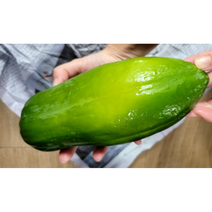 그린파파야 생파파야 솜땀 솜탐 재료 1개 파파야 샐러드 green papaya somtam 태국 요리