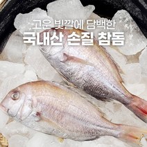 손질 참돔 400g 500g 1미 제철 찜 구이 제사용 냉동, 손질 참돔 500g내외 5미