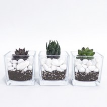 천연 인테리어 자갈 백자갈 흑자갈 옥자갈 칼라스톤 색모래 삼색자갈 오색자갈 화산석, 백자갈7호(1.5kg)