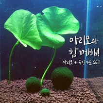 [미초] 귀여운 마리모와 수초 세트 / 수경식물 / 새우 수초 / 모스볼 / 마리모, 01. 마츠모(붕어마름) + 마리모 3개
