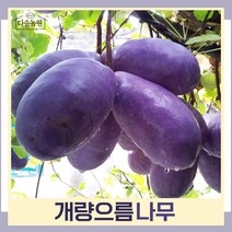 으름나무 묘목 개량(슈퍼)으름 키1.5m(분) 1개