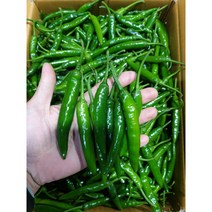 청양고추 매운 고추 땡초 1kg 5kg 10kg 햇고추, 상-5kg