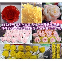 1리터 알파용액(탈수 탈색보조 성형 안정제) / 알파플러스(표백) 옵션선택 [드림팜웰] 이액형 프리저브드 용액 (특허정품), 알파플러스용액