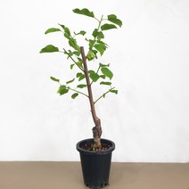 살구나무 초하 접목1년생 화분채 배송, 1개