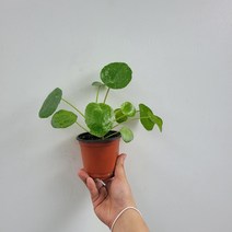 무배특가 무늬필레아페페 무늬약함 소품 15-25cm 219