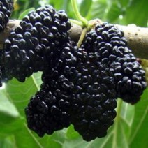 슈퍼오디 특묘 묘목접목1년 1주, 상품선택