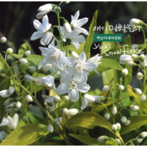 말발도리 [3포트]유키 스노우 플레이크 화이트(복남이네 야생화 deutzia)애기말발도리