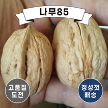 (나무85) 호두나무 묘목 시리즈, 2. 신령 접1 특묘