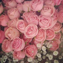 플라로마 장미 100송이 꽃다발 생화 당일발송가능 졸업식 승진선물 생일꽃다발 어버이날 로즈데이 부부의날 생일 기념일 전국배송 지정일예약배송, 핑크+안개꽃