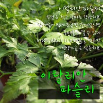 이탈리안 파슬리 (식용허브) 지름 10cm 허브화분, 1개