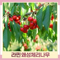 체리나무 묘목 왜성체리 콜트대목 라핀 결실주(분) 1개