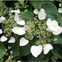 유럽 등수국 페티오라리스(Petiolaris) 사각화분묘 낙엽 덩굴 식물 울타리 묘목 서울농원묘목