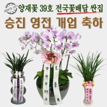 양재꽃39호 승진난 영전 개업축하 동양란 서양란 동양난 서양난 분재 숯부작 인사이동 스승이날 개업선물 전국당일꽃배달싼곳, 18 고급 호접 노랑(도시지역 한정)