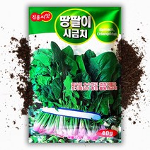 땅딸이 시금치씨앗(40g)월동 시금치, 1개