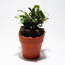 AM 부세파란드라 벨벳 1포트 / 음성 활착 수초