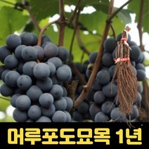 머루포도묘목 1년생 포도묘목 포도나무 정원 마당, 1개