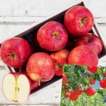 이지리치 부사 청송 사과 10KG 41-45과 상 사과부사 청송사과가격