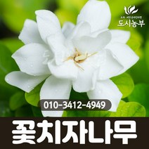 치자나무 30m 도시농부